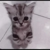 kittens 7