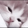 kittens 8