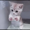 kittens 9