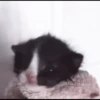 kittens 10