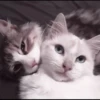 kittens 11