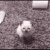 kittens 12