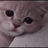 kittens 13