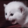 kittens 14