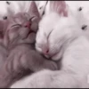 kittens 15