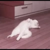 kittens 16