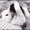 kittens 17