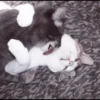 kittens 18