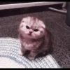 kittens 19