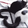 kittens 20