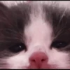 kittens 21