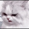 kittens 22