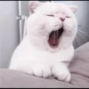 kittens 23