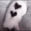 kittens 24