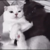 kittens 25