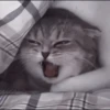 kittens 26