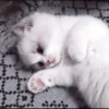 kittens 27