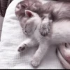 kittens 28
