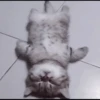 kittens 29