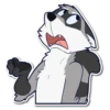 Rosco Raccoon 15