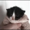 kittens 30