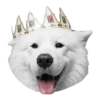 samoyed dog 5