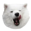 samoyed dog 6