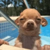 [dog] 6
