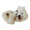 samoyed dog 8
