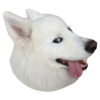 samoyed dog 9