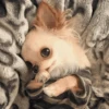 [dog] 7