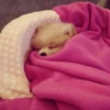 [dog] 8