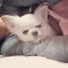 [dog] 9