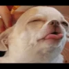 [dog] 10