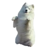 samoyed dog 12