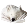 samoyed dog 14