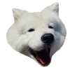 samoyed dog 15