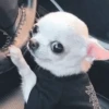 [dog] 11