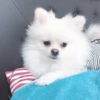 [dog] 13