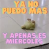 Animalitos Random 14