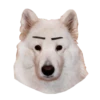 samoyed dog 18