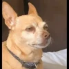 [dog] 15