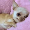 [dog] 16