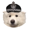 samoyed dog 21