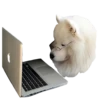 samoyed dog 22