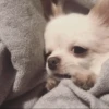 [dog] 17
