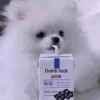 [dog] 19