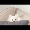 [dog] 20