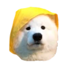 samoyed dog 23