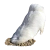 samoyed dog 24